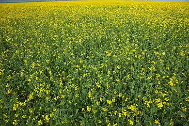 《卧龙：苍天陨落》Steam版预售开启 售价298元